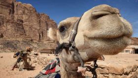 New Training: "CAMEL Operations & Parameters"